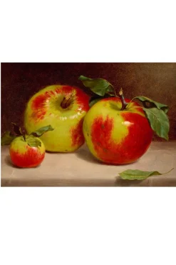 Women Lazybones Art Print - Study Of Apples
